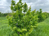 Persian Ironwood (Parrotia)