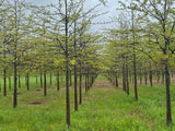 Pin Oak