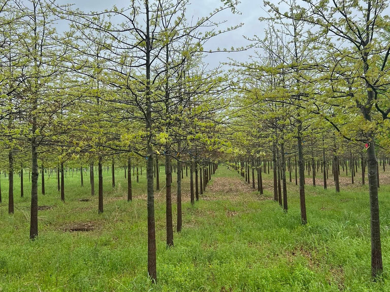 Pin Oak