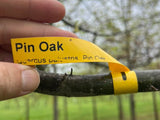 Pin Oak