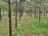 Pin Oak
