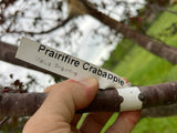 Prairifire® Flowering Crabapple