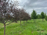 Prairifire® Flowering Crabapple