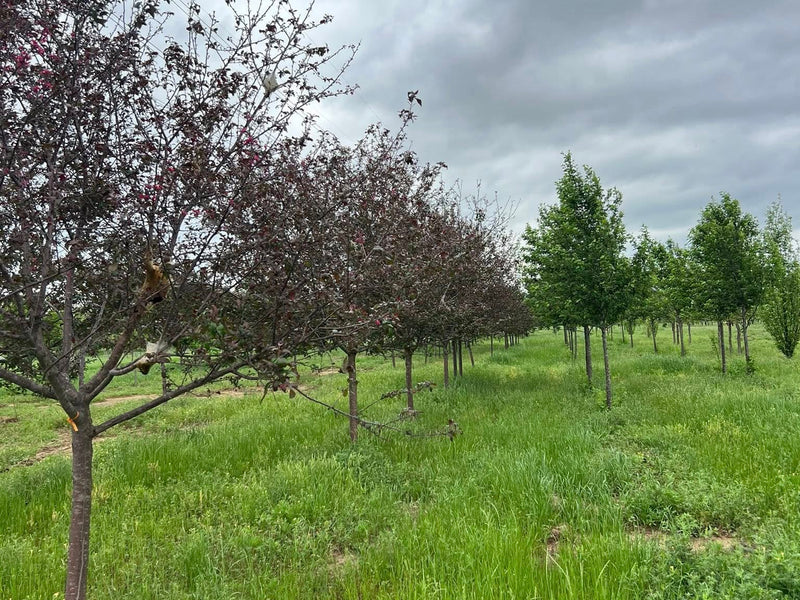 Prairifire® Flowering Crabapple