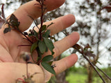 Prairifire® Flowering Crabapple