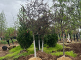 Royal Raindrops® Crabapple