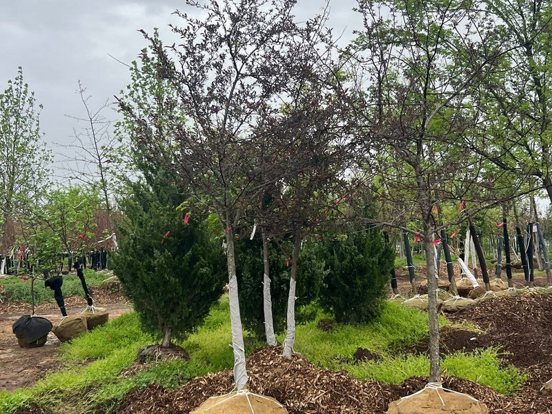 Royal Raindrops® Crabapple
