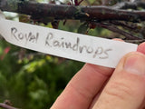Royal Raindrops® Crabapple