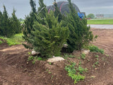 Spartan Juniper
