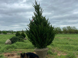 Spartan Juniper