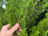 Spartan Juniper