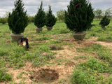 Spartan Juniper