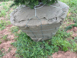 Spartan Juniper