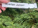 Spartan Juniper