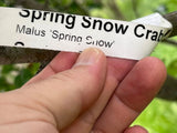 Spring Snow Crabapple