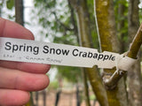 Spring Snow Crabapple