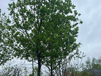 Tuliptree (Yellow Poplar)