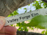 Valley Forge American Elm