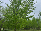 Valley Forge American Elm
