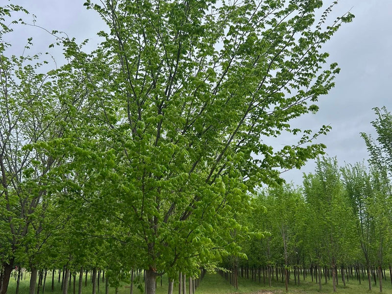 Valley Forge American Elm