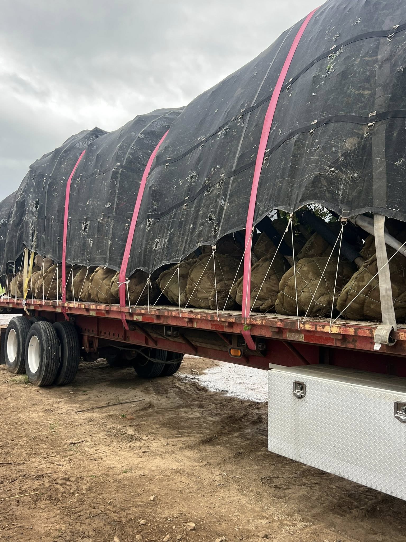 Balled and burlapped trees loaded for transport - BalledAndBurlapped.com