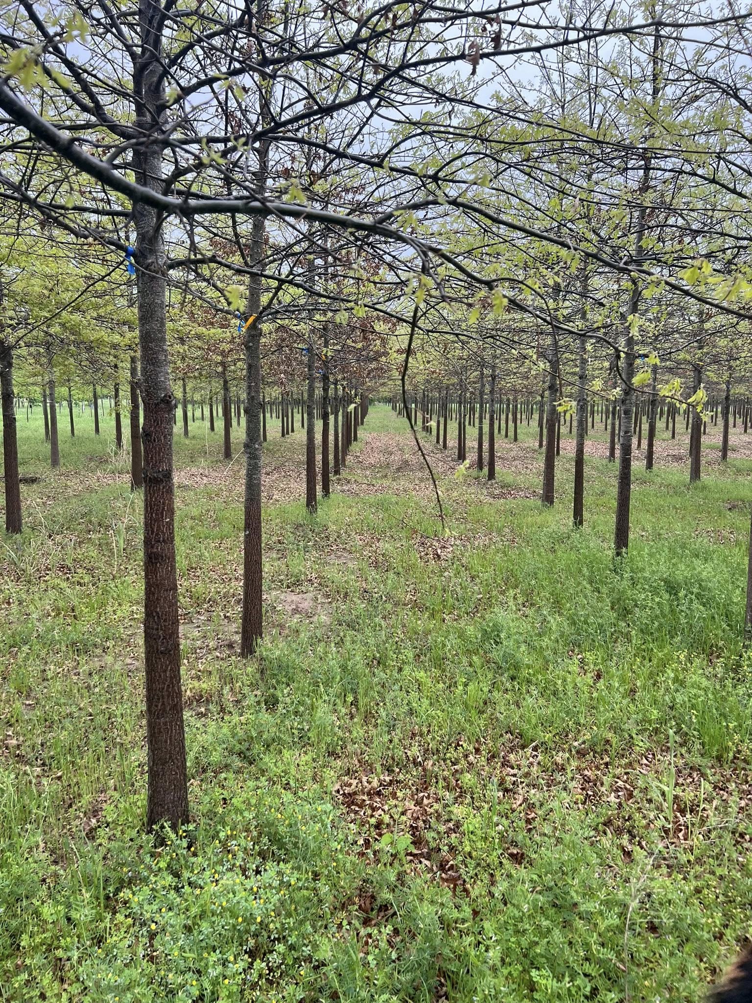 BalledAndBurlapped.com wholesale tree nursery