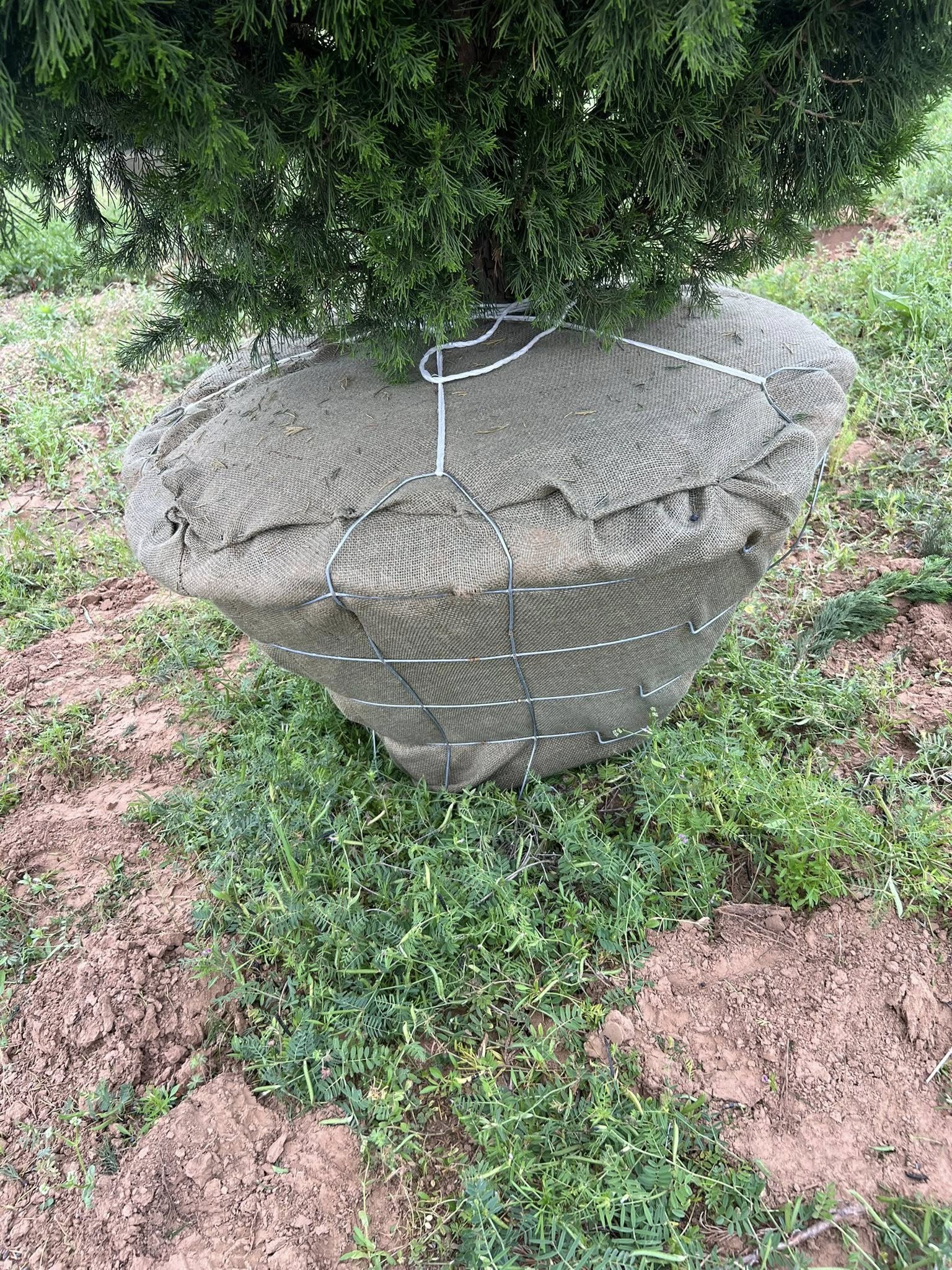 Balled and burlapped root ball ready for transplant