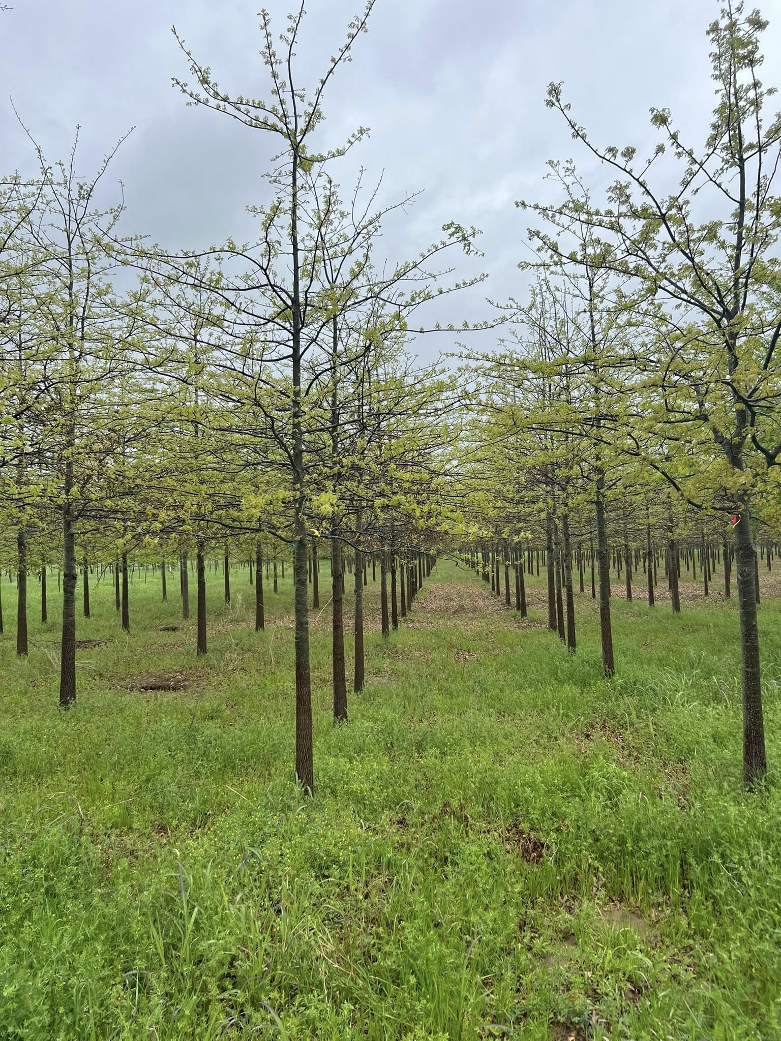 Grand River Nursery field rows - Fort Gibson Oklahoma