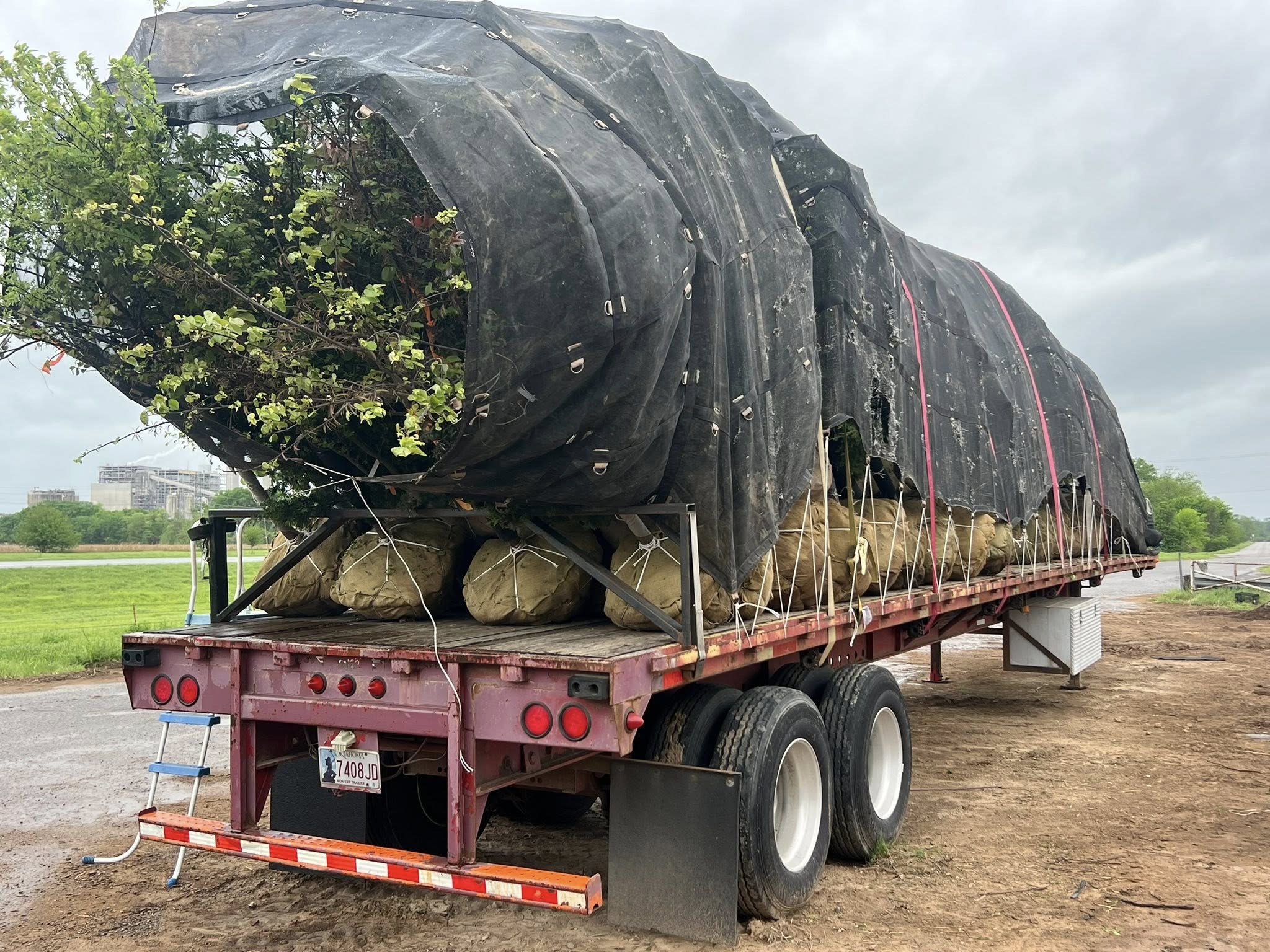 Semi-load of B&B trees loaded for delivery